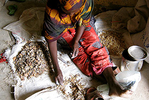 Women-cleaning-frankincense---Guelleh-Osman-Guelleh---Beyomol-Gums---Neo-Group-Somaliland3